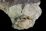 Partial Hadrosaur Rib With Crocodile Coprolite - Texas #88721-3